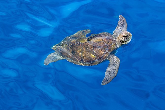 3 Hours All Inclusive Whale and Dolphin Whatching Yacht Trip - Who will get the most from this yacht trip