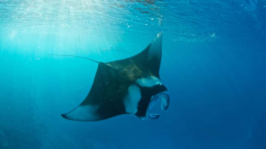 Bali: Private Yacht Snorkel at Manta Point & 2 Spots Penida - Key Points Before You Book