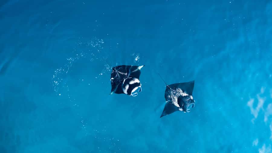 Bali: Private Yacht Snorkel at Manta Point & 2 Spots Penida - Time on Deck Between Snorkel Sessions