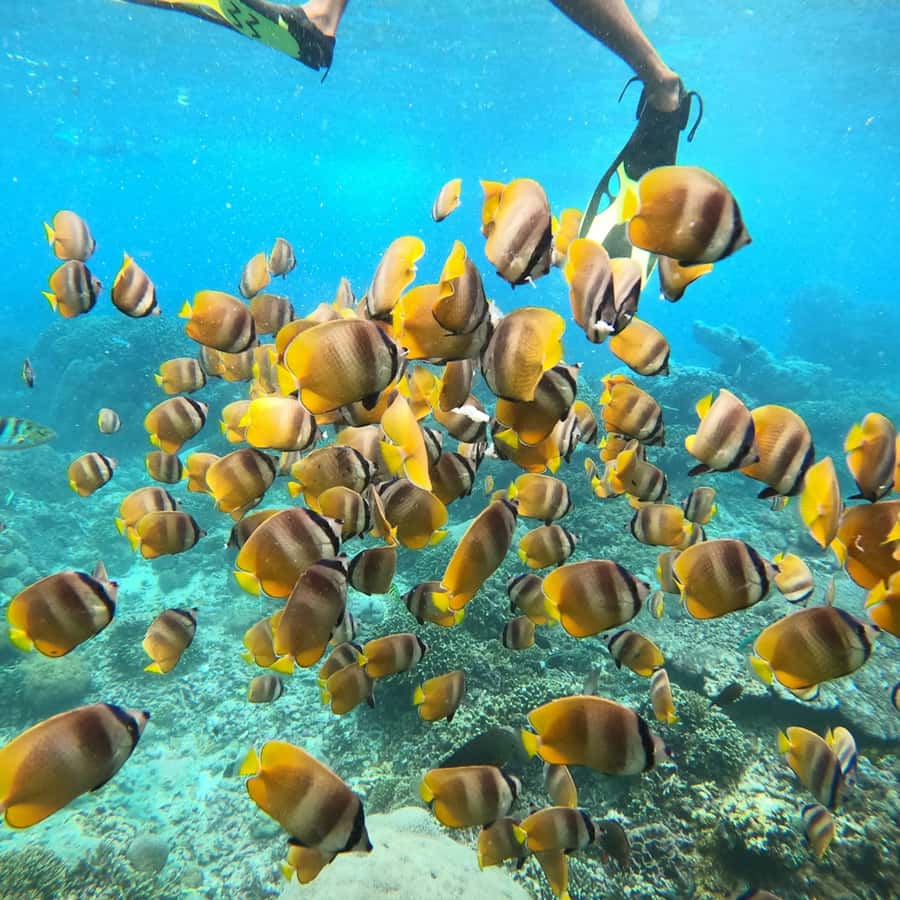 Bali: Private Yacht Snorkel at Manta Point & 2 Spots Penida - Booking Flexibility and Practical Limits