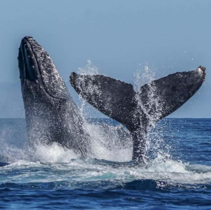 Cabo: Private Yacht Tour, Water Activities, Lunch & Drinks - How the $699 price works for your group
