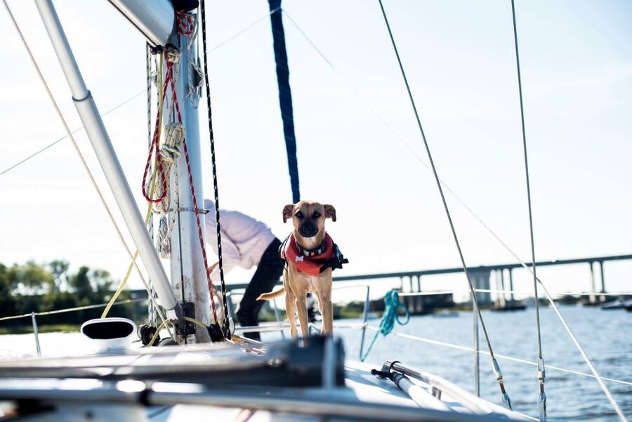 Charleston: Private BYOB Luxury Yacht Cruise - Dolphins and the pleasures of watching the water