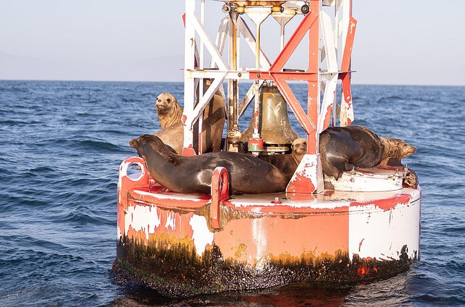 Coastal Cruise on Yacht in Santa Barbara - Wildlife can make the hour special