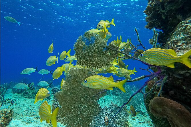 Cozumel Private Yacht and Snorkel with Lunch and Open Bar Onboard - Is $2,720 a fair price?