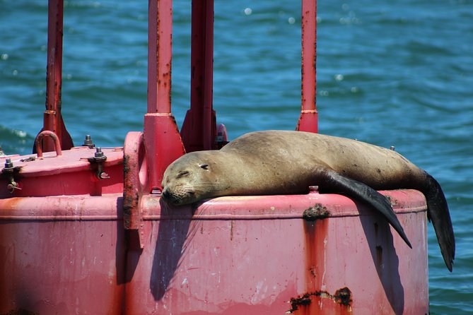 Daytime Sailing Along San Diego's Skyline - Sea lions, dolphins, birds, and changing views