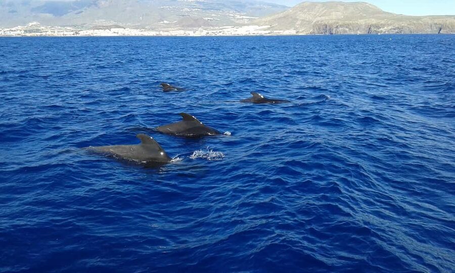 Discover whales in Tenerife: exclusive yacht tour with swim and lunch - Lunch on Neptune, with drinks included