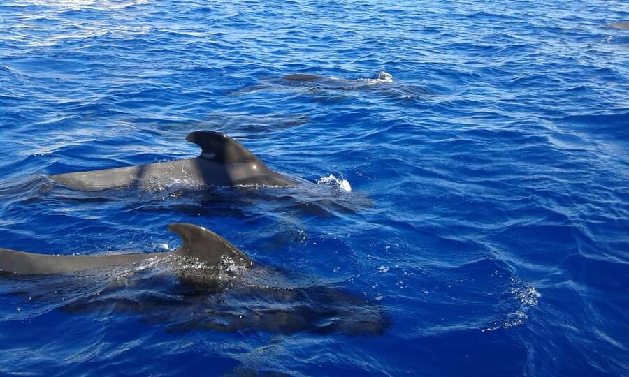 Discover whales in Tenerife: exclusive yacht tour with swim and lunch - What the $68 price really covers