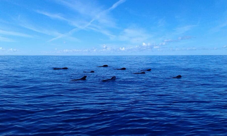 Discover whales in Tenerife: exclusive yacht tour with swim and lunch - Practical details for a smoother outing