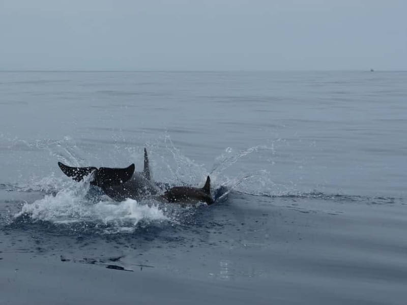 Fuengirola : 2 hours LUXURY Yacht Dolphin Trip DRINKS SNACKS - Leaving Fuengirola from WOW Nautic
