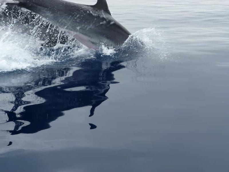 Fuengirola : 2 hours LUXURY Yacht Dolphin Trip DRINKS SNACKS - Watching dolphins in the open sea