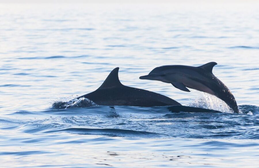 Fuengirola : 2 hours LUXURY Yacht Dolphin Trip DRINKS SNACKS - Crew service and languages