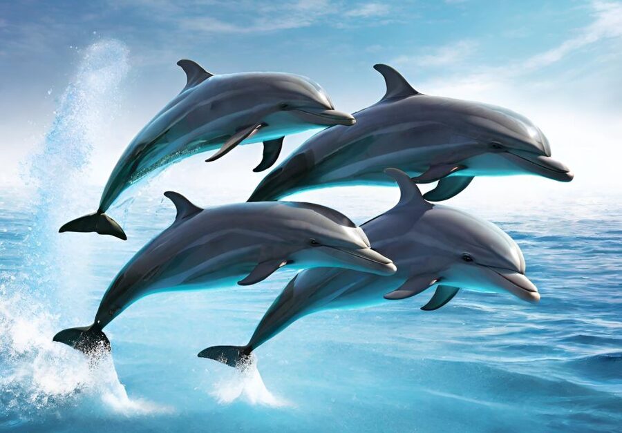 Fuengirola : 2 hours LUXURY Yacht Dolphin Trip DRINKS SNACKS - Cancellation and price value