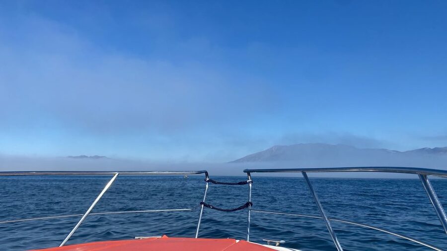 Fuengirola: Fantastic Dolphin Watching Yacht Tour with Drink - What you learn while the boat moves