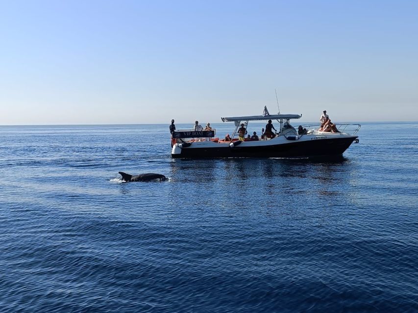 Fuengirola: Fantastic Dolphin Watching Yacht Tour with Drink - How the timing works for families and couples