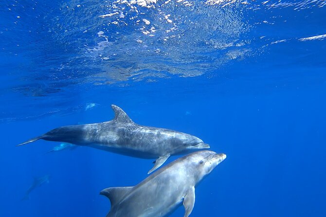 Full day Sailing yacht - Beautiful day on the Atlantic Ocean - The snorkeling stop and what to expect underwater