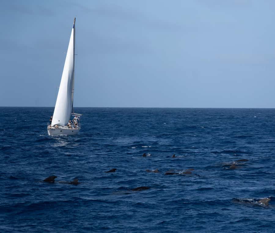Half-Day Sailing Yacht Adventure in Sal Island - 3 hours - Getting to the boat from Santa Maria