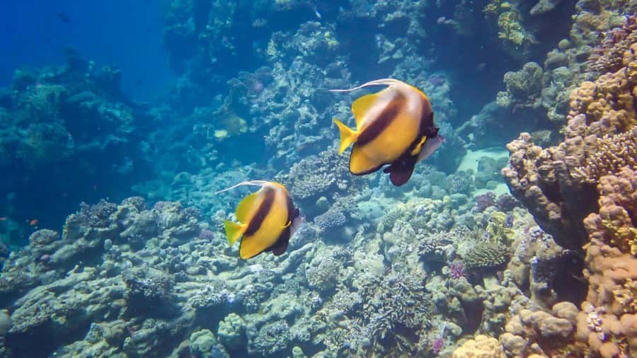 Hurghada: 3 Islands, Dolphins & Snorkel Yacht Trip w/ Lunch - What the $47 price really gives you