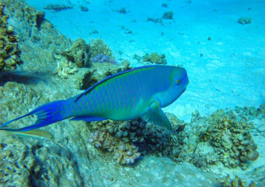 Hurghada: 3 Islands, Dolphins & Snorkel Yacht Trip w/ Lunch - Giftun Island National Park and the first snorkeling stop