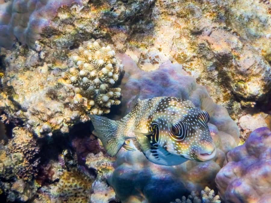 Hurghada: 3 Islands, Dolphins & Snorkel Yacht Trip w/ Lunch - Magawish Island and the second water stop
