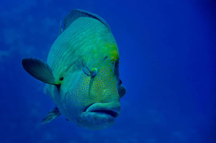 Hurghada: 3 Islands, Dolphins & Snorkel Yacht Trip w/ Lunch - The boat, crew, and group atmosphere