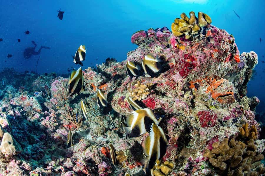 Hurghada: 3 Islands, Dolphins & Snorkel Yacht Trip w/ Lunch - Wind, water temperature, and the best way to prepare