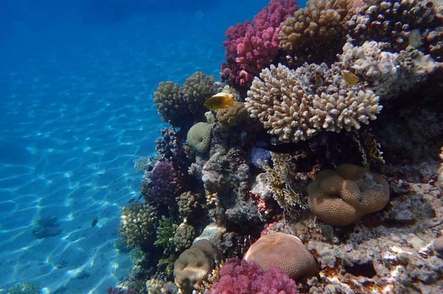 Hurghada: Luxury Private Yacht with Optional Lunch & Drinks - My final call on the Hurghada yacht trip