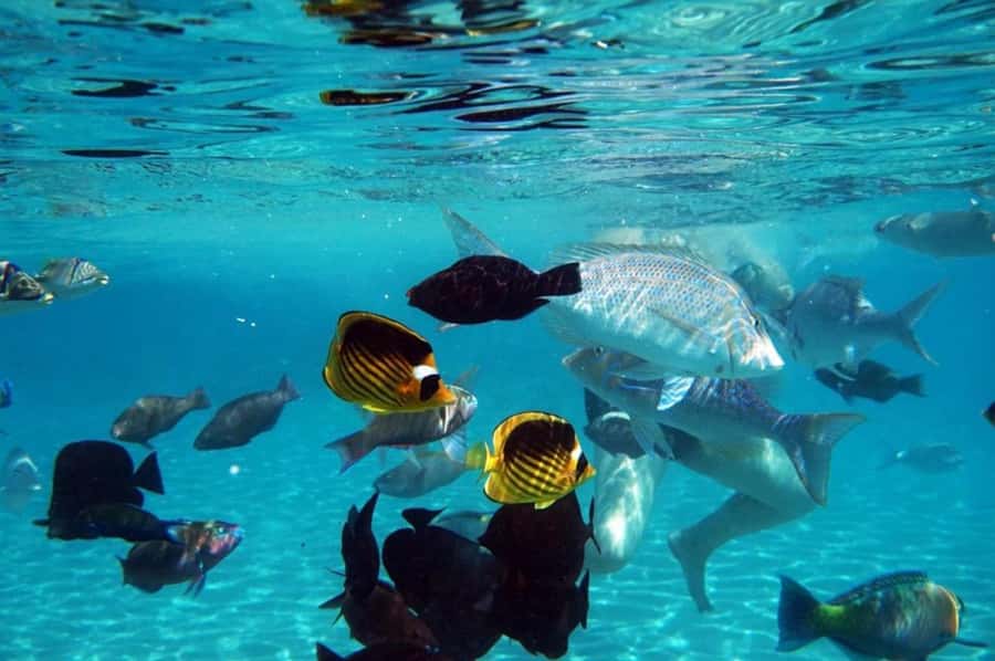 Hurghada: Luxury Private Yacht with Optional Lunch & Drinks - Two snorkeling stops with a private guide