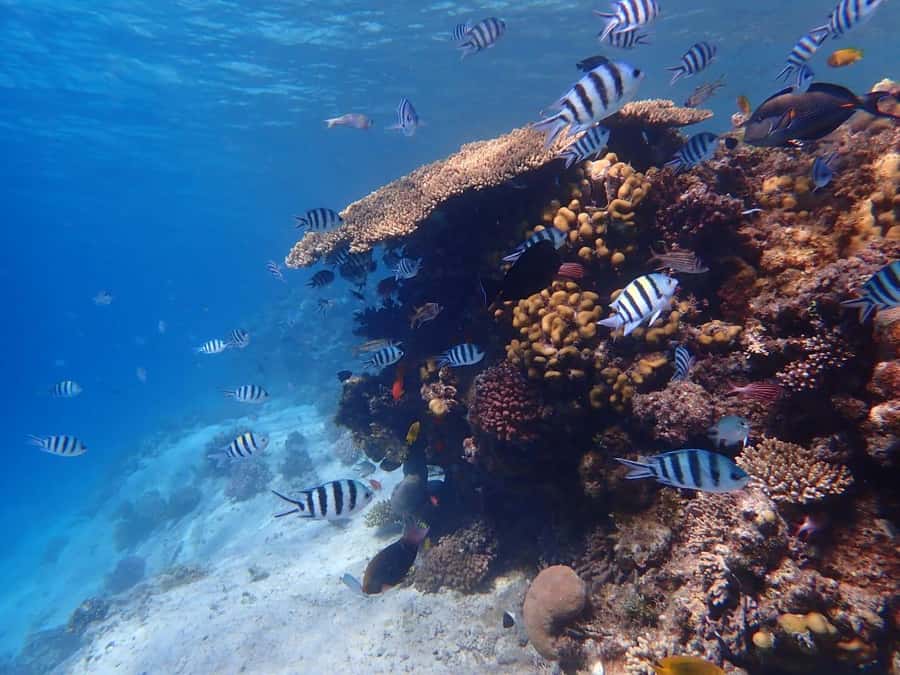 Hurghada: Yacht trip To Magawish island w Snorkeling & Lunch - Quick takeaways before you book
