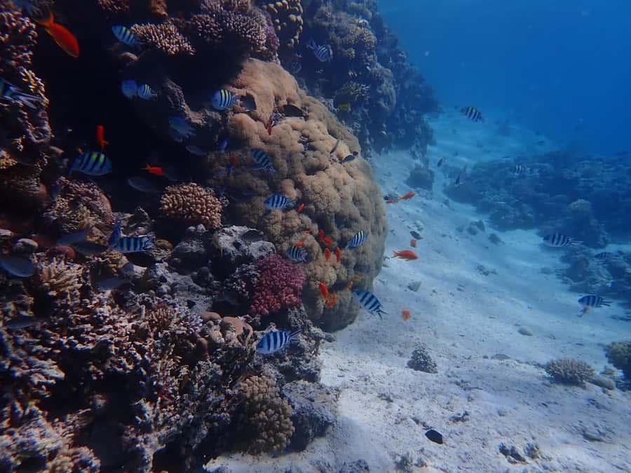 Hurghada: Yacht trip To Magawish island w Snorkeling & Lunch - From your Hurghada hotel to the harbor