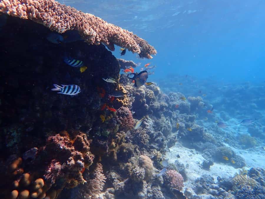 Hurghada: Yacht trip To Magawish island w Snorkeling & Lunch - Thirty minutes searching for dolphins