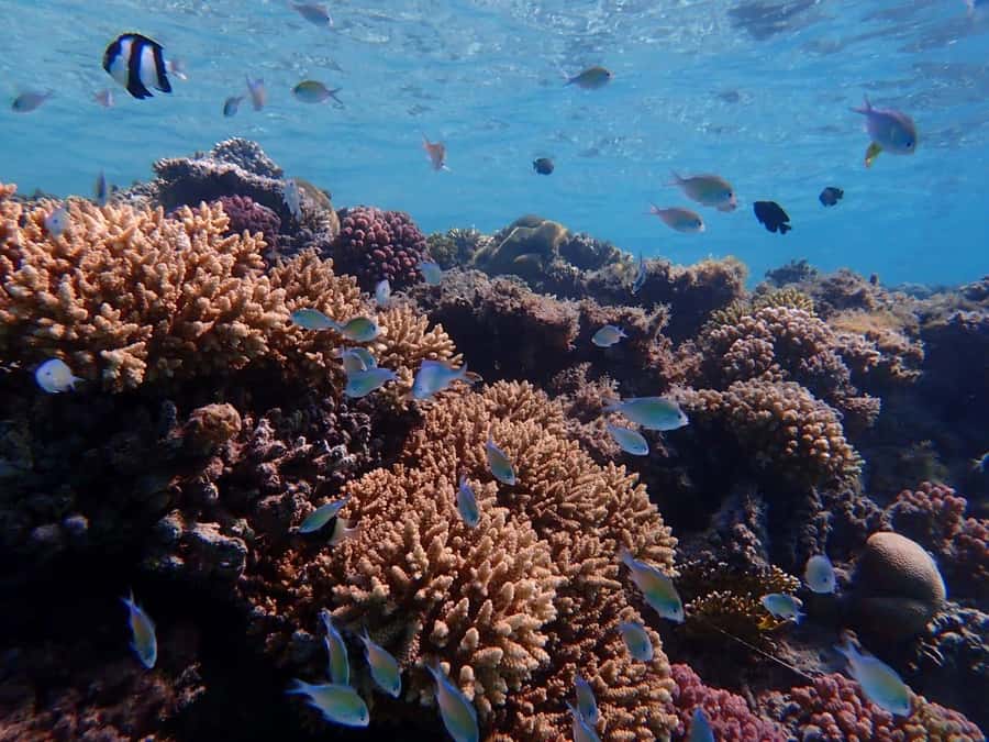 Hurghada: Yacht trip To Magawish island w Snorkeling & Lunch - Lunch before two hours on Magawish Island