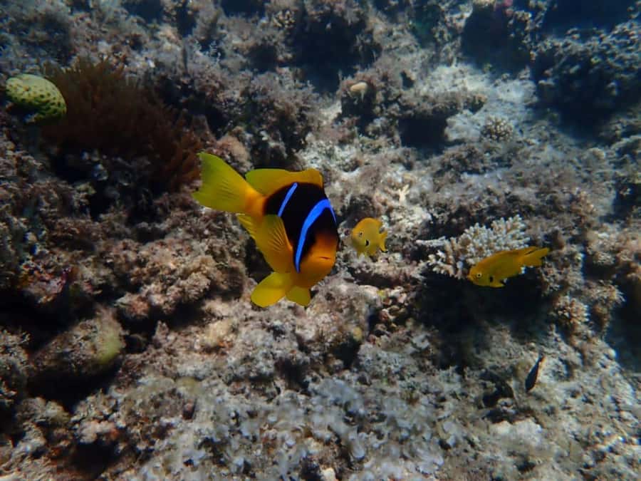 Hurghada: Yacht trip To Magawish island w Snorkeling & Lunch - Two unhurried hours at Magawish Island