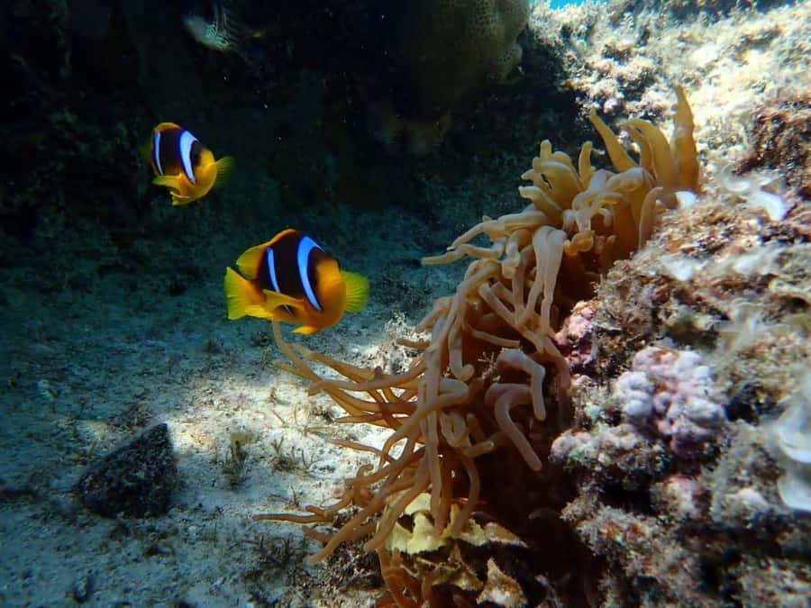 Hurghada: Yacht trip To Magawish island w Snorkeling & Lunch - What the $41 price really buys you