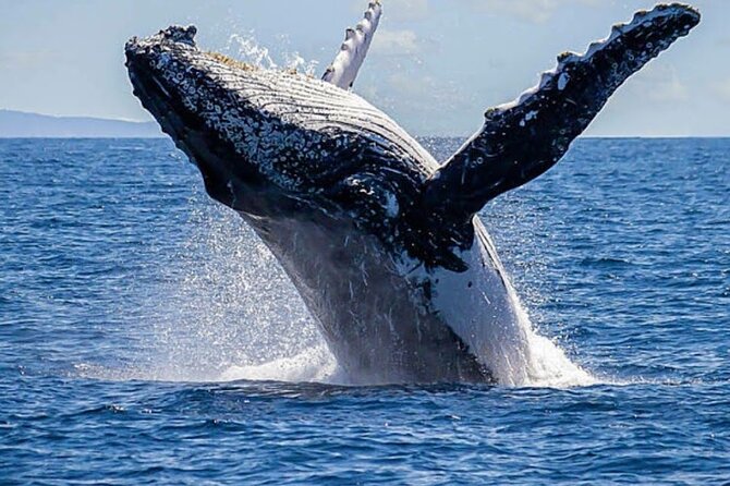 Los Cabos Private Yacht Whale Watching & Drinks - Up to 18 Guests - Why a private yacht works well in Cabo