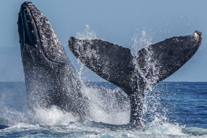 Los Cabos Private Yacht Whale Watching & Drinks - Up to 18 Guests - Swimming, snorkeling, and the included water toys