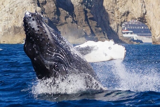 Los Cabos Private Yacht Whale Watching & Drinks - Up to 18 Guests - What the crew can add to the day