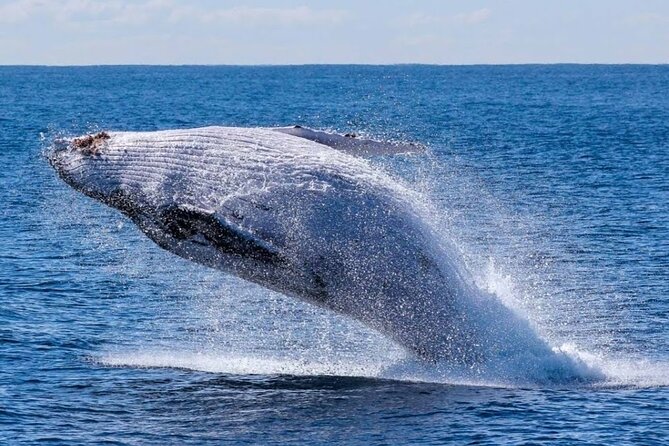 Los Cabos Private Yacht Whale Watching & Drinks - Up to 18 Guests - Drinks, food, and what the price really covers