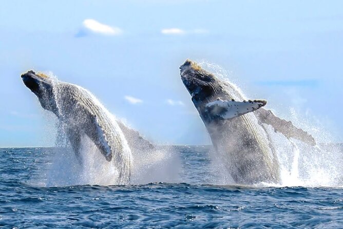 Los Cabos Private Yacht Whale Watching & Drinks - Up to 18 Guests - Who will enjoy this yacht trip most