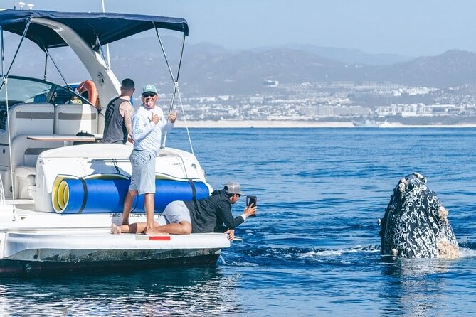 Los Cabos Whale Watching & Snorkel Adventure with Food & Drinks - Five things to know before booking