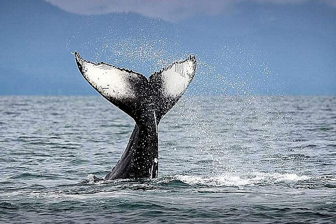Los Cabos Whale Watching & Snorkel Adventure with Food & Drinks - Meeting the yacht at Cabo San Lucas Marina
