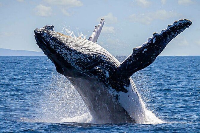 Los Cabos Whale Watching & Snorkel Adventure with Food & Drinks - Snorkeling, paddle boarding, and floating time