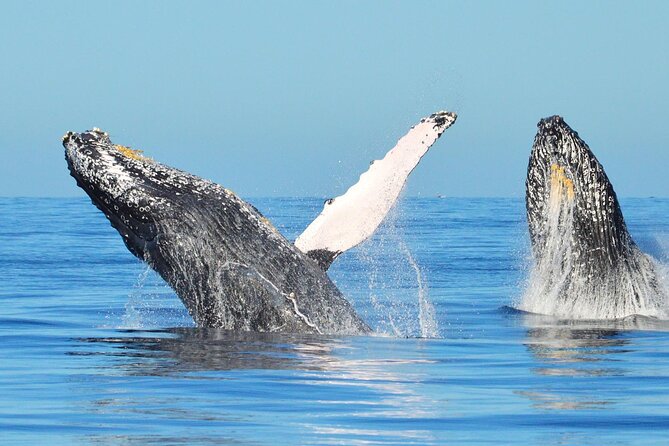 Los Cabos Whale Watching & Snorkel Adventure with Food & Drinks - Lunch tastes better after time at sea