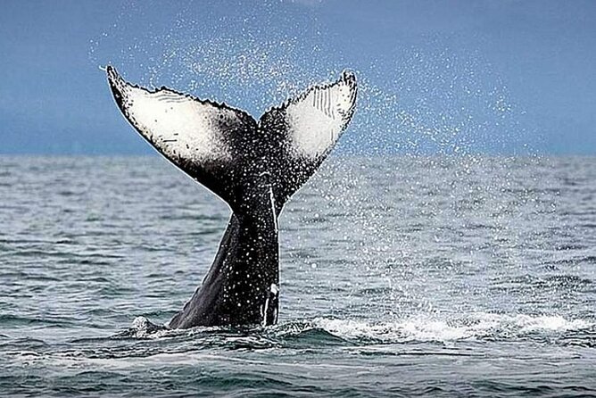Los Cabos Whale Watching & Snorkel Adventure with Food & Drinks - Does $999 offer good value?