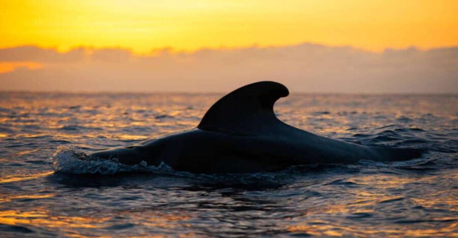 Los Cristianos: Eco Yacht Whale Watching Tour at Sunset - Leaving Los Cristianos and finding the animals