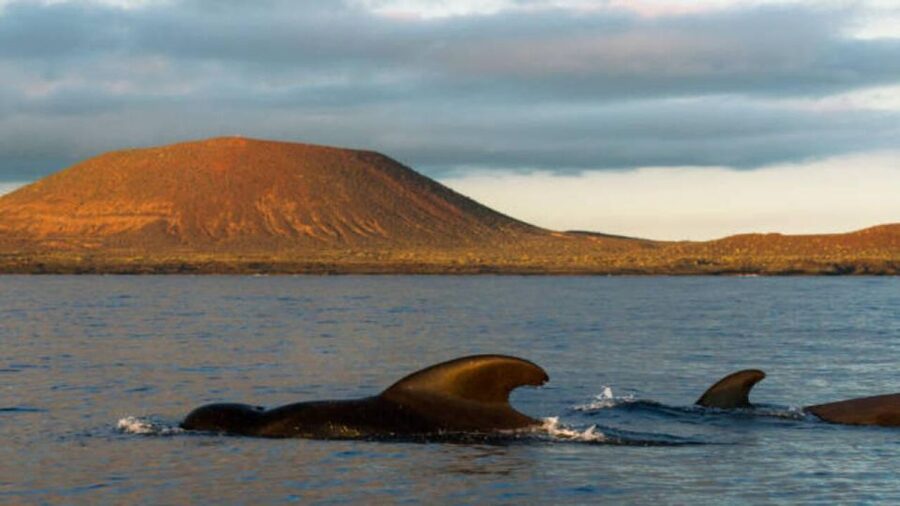Los Cristianos: Eco Yacht Whale Watching Tour at Sunset - What the $17 price really gives you