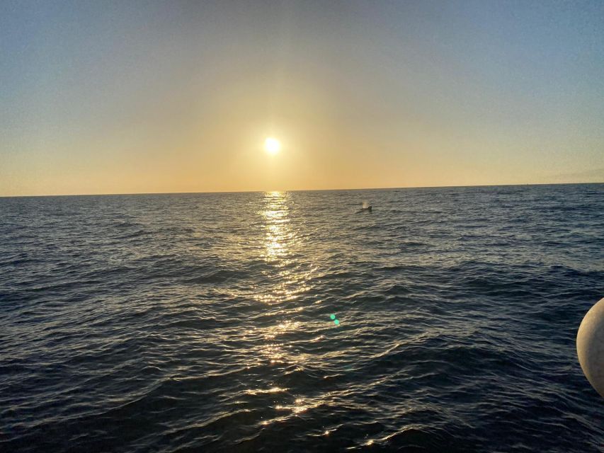 Los Cristianos: Eco Yacht Whale Watching Tour at Sunset - The crew makes a real difference
