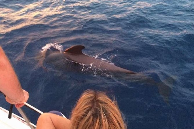 Luxury 3 Hour Yacht Private Charter - Whale and dolphin watching without a fixed script