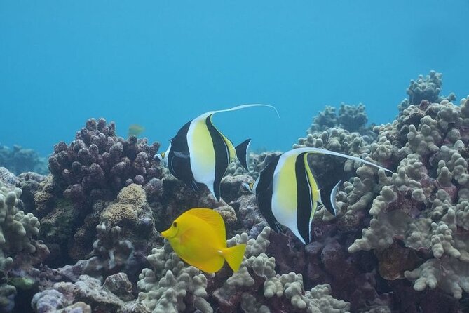 Maui: Molokini and Turtles Luxury Yacht Snorkel - Life aboard Pride of Maui Elua