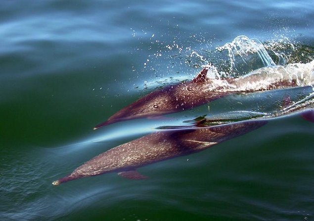 Mega Yacht ALL INCLUSIVE Yelapa Waterfall & Snorkeling Adventure - Lunch arrives fresh from the beach kitchen