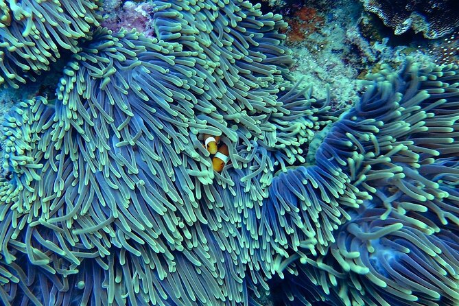 Miami: Snorkeling Adventure in Miami for Beginners Private Yacht - Starting at Jones Boat Yard in Miami